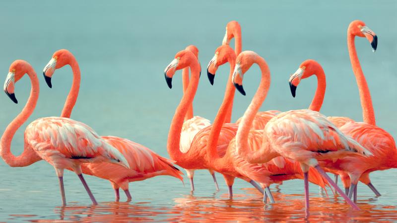 Birding Lake Nakuru